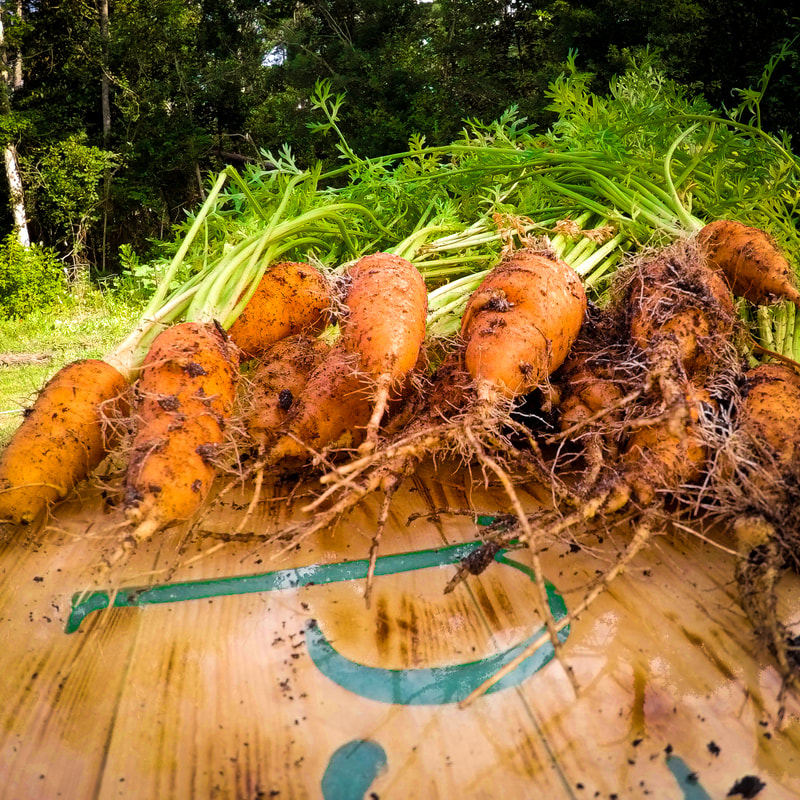 gardener growing carrots
